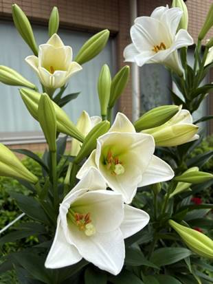 板橋で撮影された白い百合の花